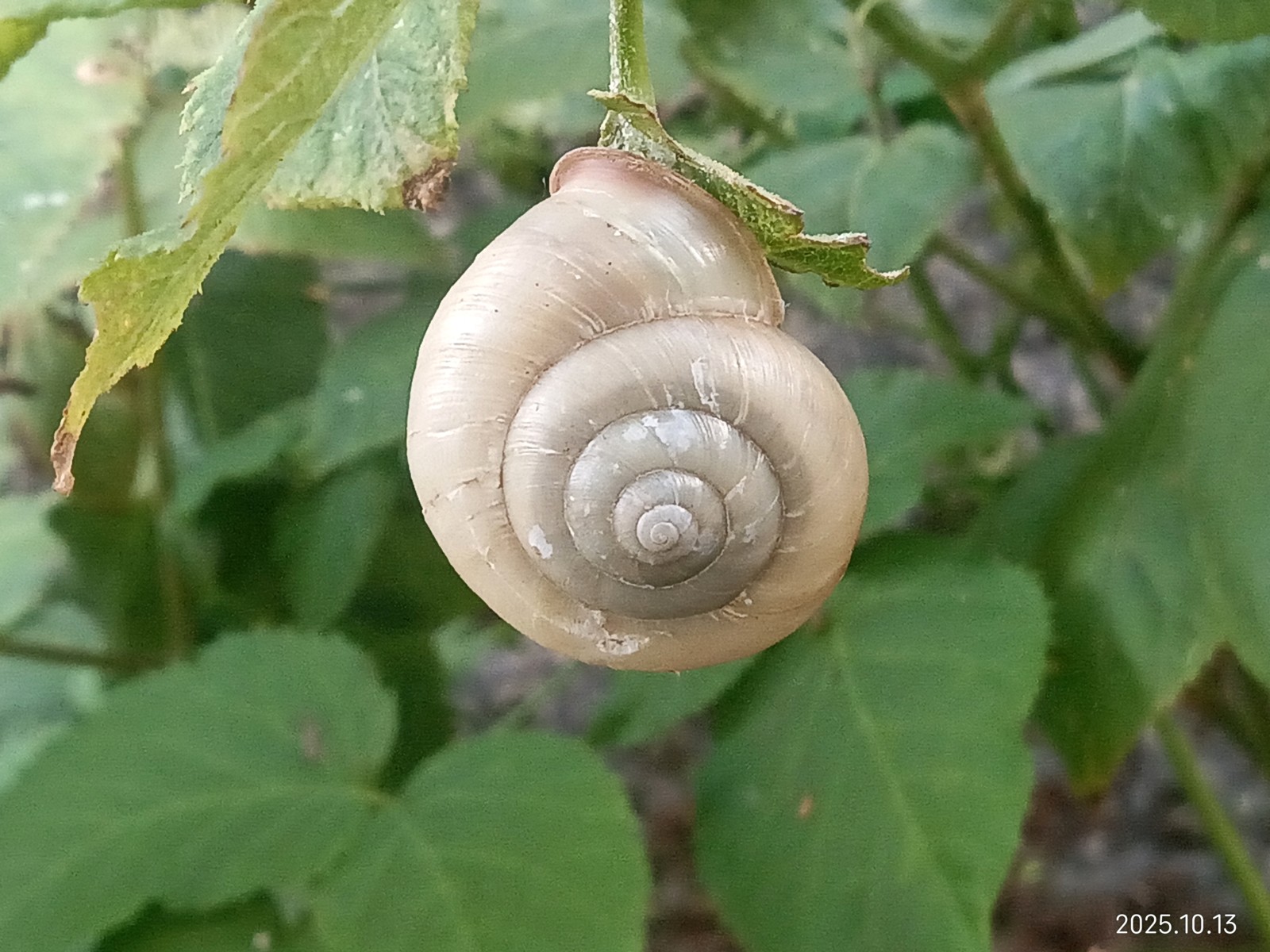 �����ĥ��