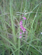 �Ȥ����������Ƥ�����