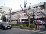SAKURA (1)