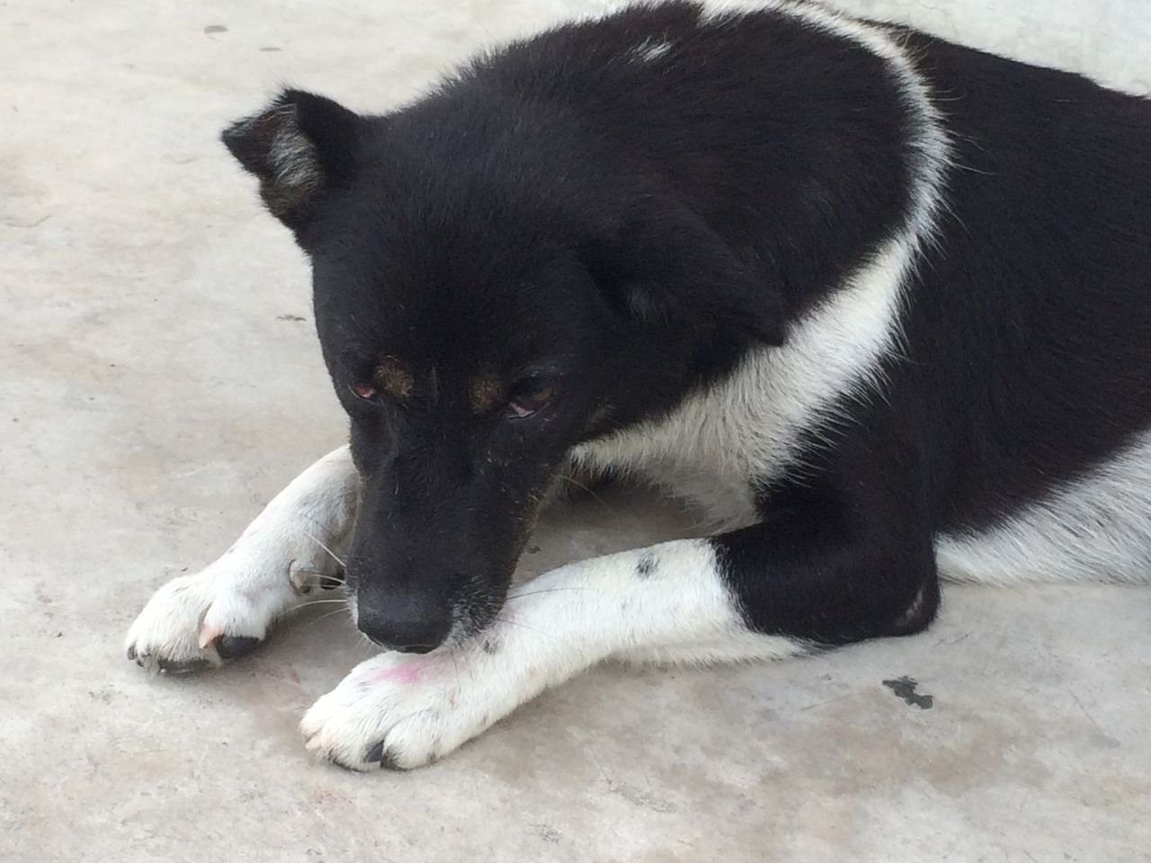 犬の耳 さえさえ日記 犬の耳 さえさえ日記