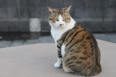 Brown_and_white_tabby_cat_with_green_eyes-Hisashi-01