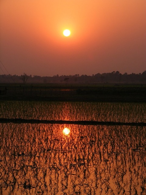 paddy-289671_960_720