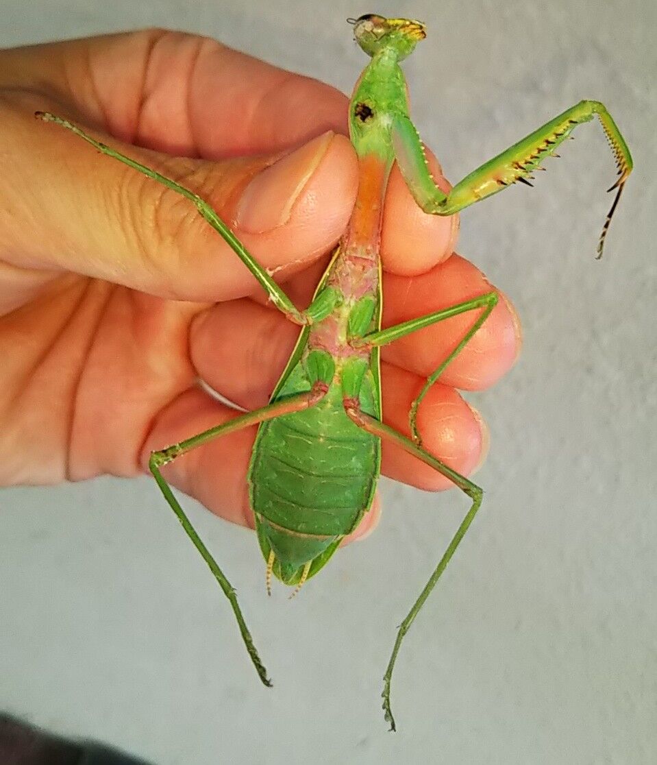 ムネアカハラビロカマキリ 行こう