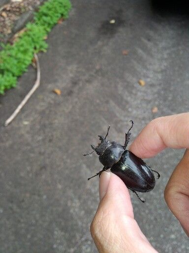 ルッキング採集 朝 昼 高山 ヒメオオクワガタ ツキノワグマ アカアシクワガタ スジクワガタ ミヤマクワガタ 行こう