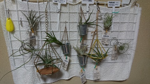 エアープランツ巨大化計画 Kzblog