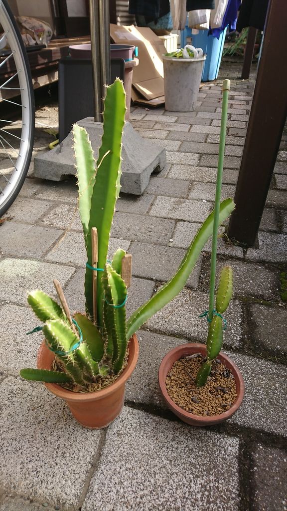 ドラゴンフルーツ パッションフルーツ植え替え Kzblog