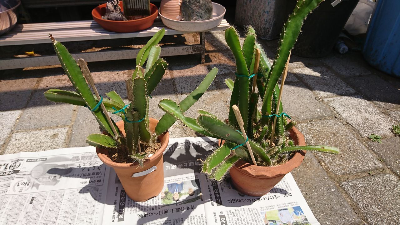 ドラゴンフルーツの植え替え Kzblog ドラゴンフルーツの植え替え Kzblog