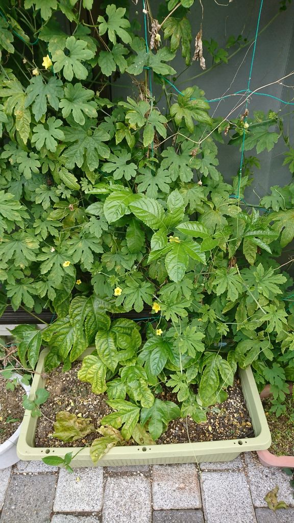 ドラゴンフルーツ パッションフルーツ植え替え Kzblog