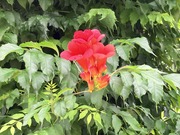 IMG_0682