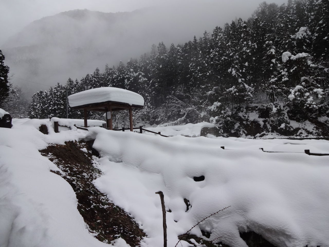 温泉 渋温泉 地獄谷 野猿公苑 ブログ Di Luna