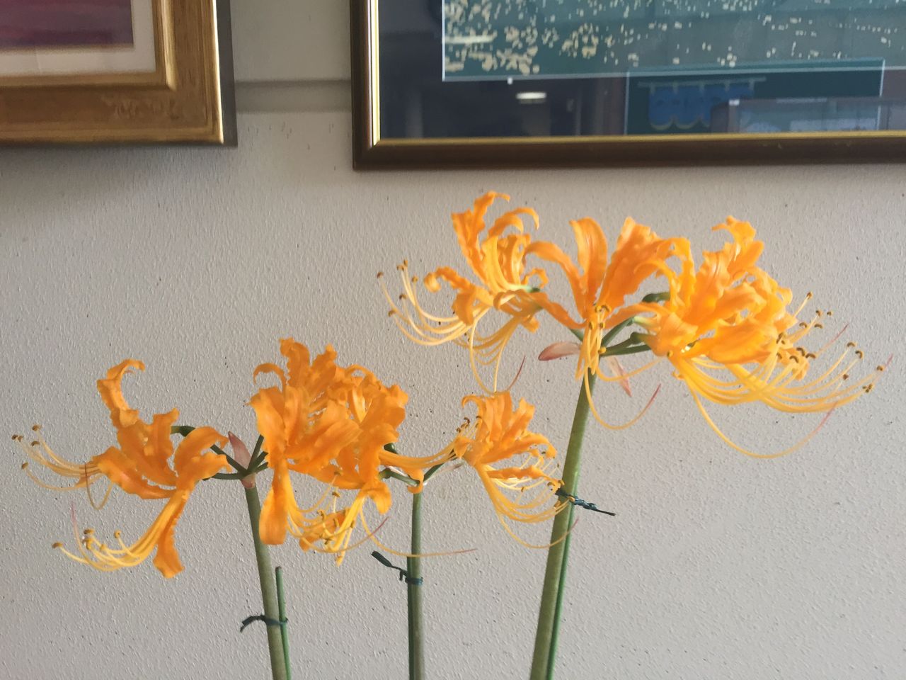 彼岸花いろいろ ふーちゃんブログ 貴方に笑顔と元気お届けします