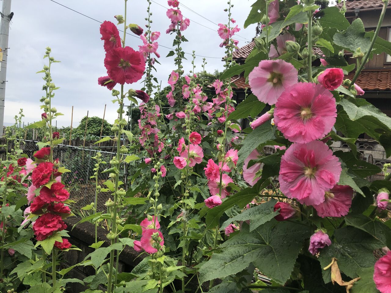 葵の花 かな ふーちゃんブログ 貴方に笑顔と元気お届けします 葵の花 かな ふーちゃんブログ 貴方に笑顔と元気お届けします