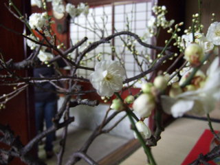 白梅