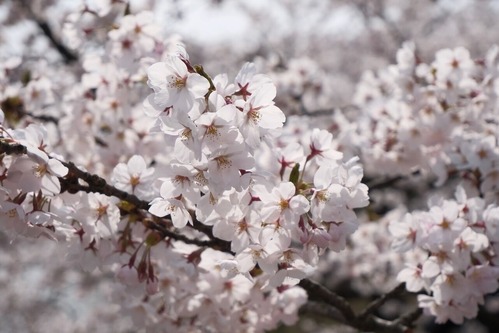 DSCF9566