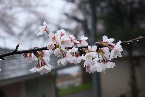 DSCF8758