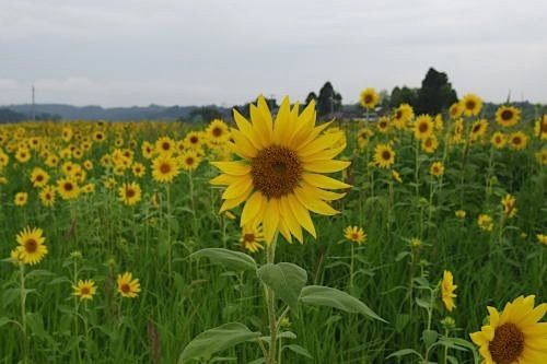 大田地区1