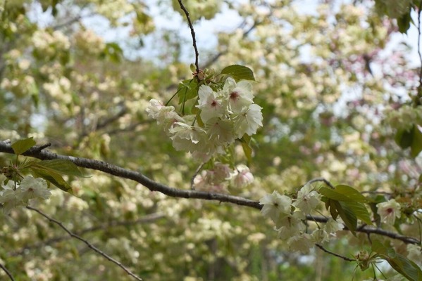 DSCF6780