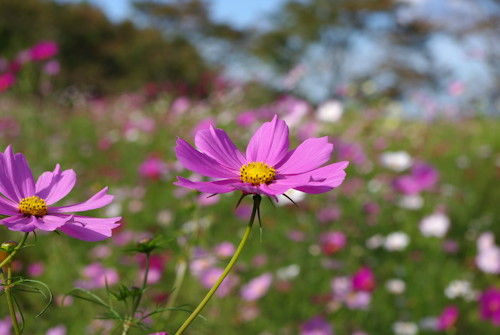 ���������⥹