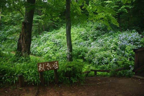野草園2