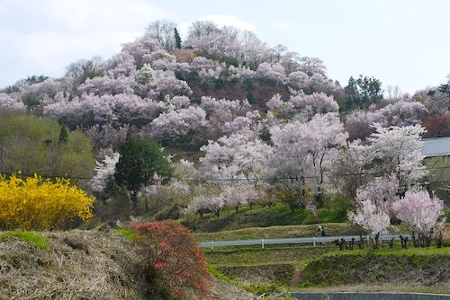 花見山1