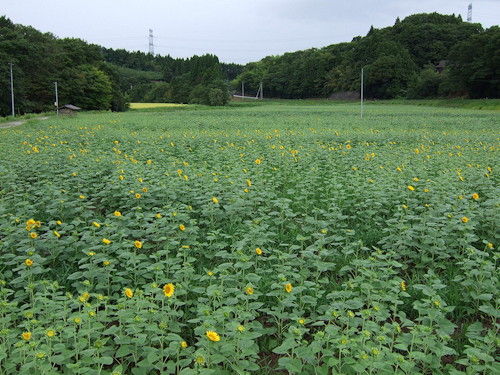 佐野のひまわり