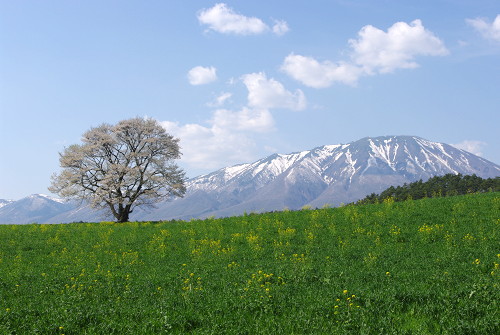 一本桜