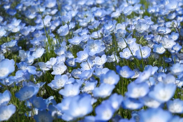 DSCF6585
