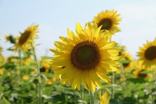 DSCF7537