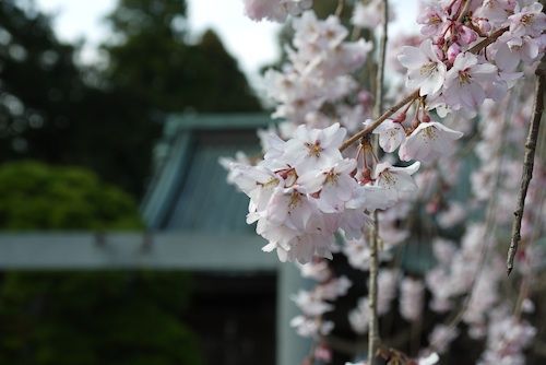 小高神社