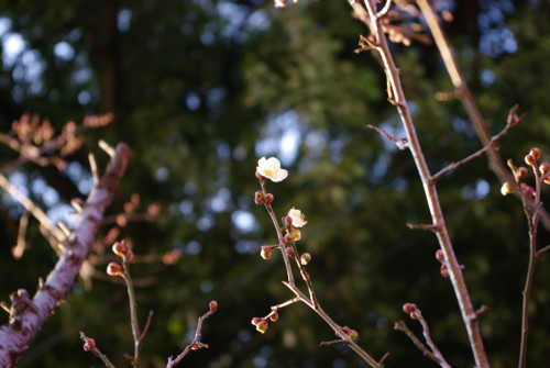 梅開花
