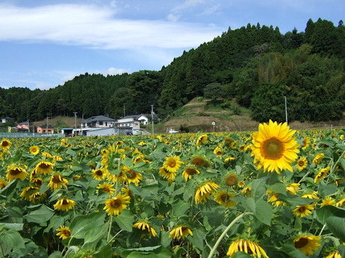 ねまわり