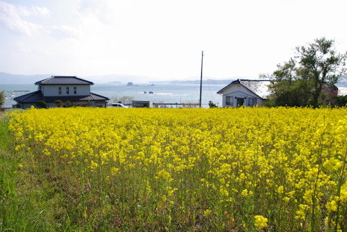 歌津菜の花1