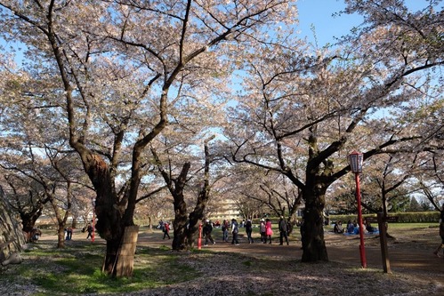 DSCF7487