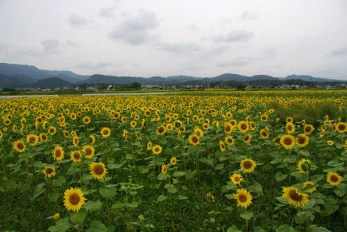 IMGP6803