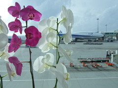 ���ƶ���