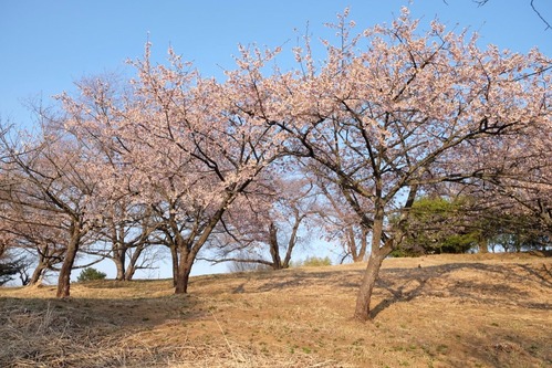 DSCF6471