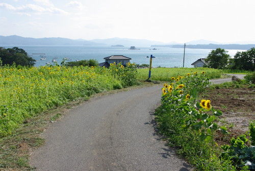 ひまわり0811_3