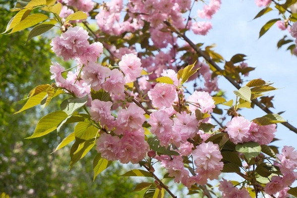 DSCF6790