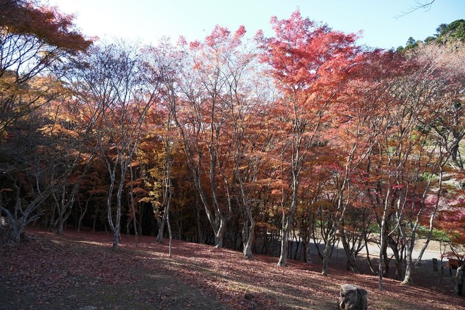 DSCF6593