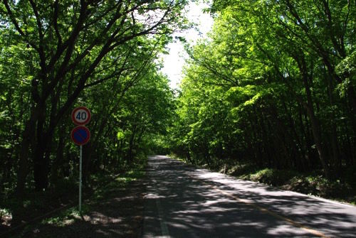 IMGP4631