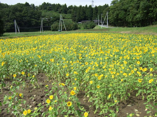 佐野
