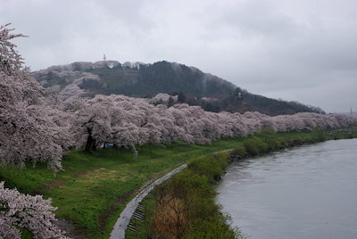 一目千本桜雨1