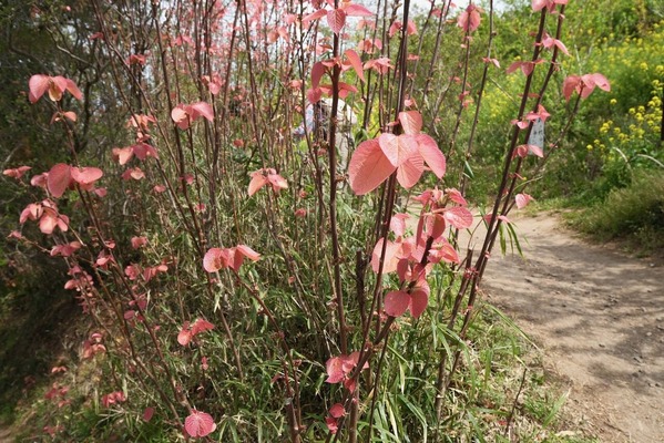 DSCF6767