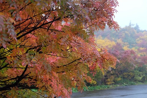 DSCF8785
