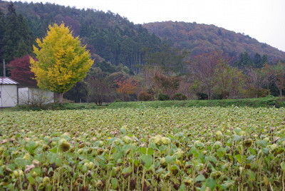 秋保ひまわり1