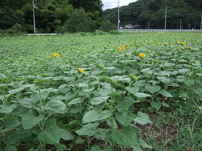 舘矢間のひまわり0