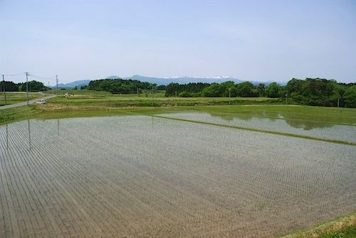 IMGP5675