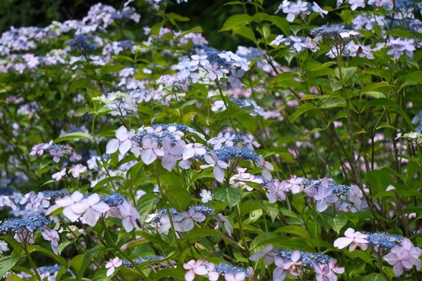 DSCF0494