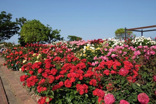 DSCF6468