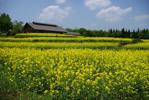 みちのく公園菜の花